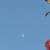 鳩子と🌙野、霜月半月