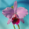 Cattleya percivaliana'Mayumi' BM/JOGA