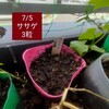 7月でも間に合う！ササゲと大豆を植えてみよう〜3日発芽！