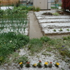 雪の朝の野菜たち