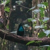 オオウロコフウチョウ Magnificent Riflebird 1