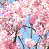 道の駅ゆうひパーク浜田とゆうひ公園に咲いていた桜です ⑤  ‥