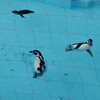 天気良好、ペンギン元気！