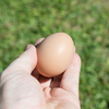 鶏の初玉子