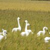 新潟県内にも白鳥が飛来しております・・・。