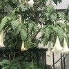 Angel’s Trumpet