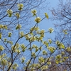 ふと見上げると   オオカメノキの花が咲いていました