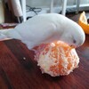 ふゆインコ