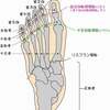 奇形じゃないけど、「足の指」編