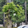 辛夷（こぶし）咲く