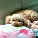 ゆきんこさん綴り