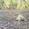 千曲川水系のヤマメを狙う