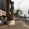 Cambodiaのなしか~街路樹~