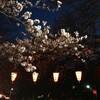 上野公園の桜…。