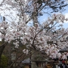 京都にお花見に
