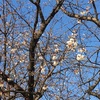 今年も桜開花