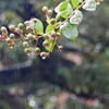 また雨