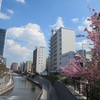 まんぼぅくん、昼間のスカイツリーと桜