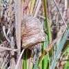 オオカマキリの卵のう🦗