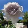 待ちに待ったガブリエルの開花 🩵🩵🩵天使のような美しさに感激