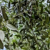 olive開花間地かです☆☆☆