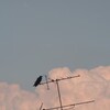 わた雲とカラス
