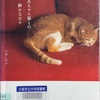 おばあちゃん猫との静かな日々