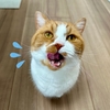 すっかり投薬のためのちゅーるビッツがお楽しみタイムに♪