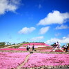 茶臼山の芝桜