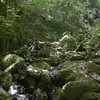 【子連れ登山記13】探検気分でよじ登る沢沿いの名ルート～奥武蔵・棒ノ嶺（棒ノ折山）・白谷沢