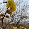 澄んだ冬の空気と、黄色で丸く可愛らしい花