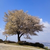 生駒山系 ぼくらの広場へお花見ハイク・・・大阪府東大阪市・奈良県平群町