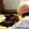 野良猫から家猫への道のり