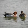 東の池には