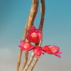 Dendrobium apertum