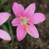 ピンクの花達