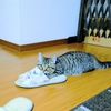 ”わさび”日記　子猫のマンチカンを初めて迎える奮闘記　Part3