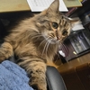 「猫付き」の😹～「チョラリ百態」～