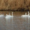 安曇野の白鳥