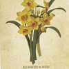 DAFFODIL｜水仙 Rebirth & New Beginning