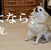 さよなら17歳。