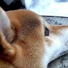 犬の保険あれこれ【起】