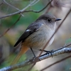 日本　2023年12月30日の文殊山の野鳥たち