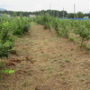 いい雨でした　草刈りの一日