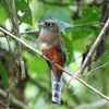 カオグロキヌバネドリ(Masked Trogon)