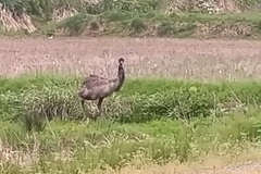 上越市浦川原区で大型鳥「エミュー」が脱走　30日に飼い主によって捕獲される