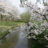 神林（荒川）水辺の楽校（村上市葛籠山）の桜 2024(4/14)