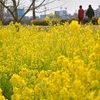 菜の花、堤防沿い彩る　４日「立春」　熊本市