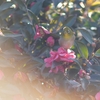 Takumar 300mm F4 でﾒｼﾞﾛ