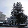大雪の高知大学朝倉キャンパス
